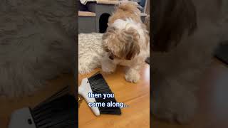 Shih Tzu Dog Funny Angry Talking at Broom