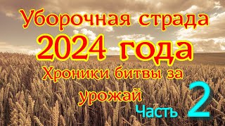 Уборочная 2024 года . 19  -  31 августа . Перешагнули середину.