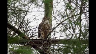 Red-shouldered Hawk release