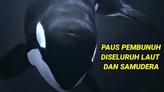 ORCA:PAUS PEMBUNUH DILAUTAN DAN SAMUDRA #rahasiaalamliar