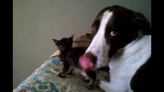 German Shorthaired Pointer Mix Licks Cat