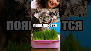 ЧТО СЛУЧИЛОСЬ С КРОТОМ? ТАЙНА ДАЧНИКА