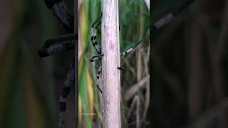 Spider🕷 Legs, In 🚜🐄🌾 Farms #spider #longlegs #tarantula #tarantulas #predator #predators #ytshorts