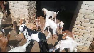 Newly Born Makhi Cheeni Goats in My Bahawalnagar Goat Farm