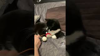 Cat playing her toys  #cat