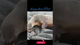 Sea lion and her New Born Baby