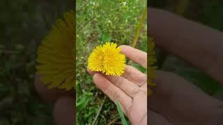 Twin Dandelion Flowers