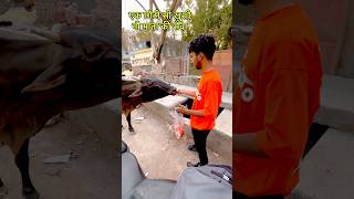 गौ माता की सेवा #tranding_song #funny #helping #help #viral #shortvideo #tranding_song #suraj_shakya