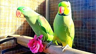 Beautiful Talking Parrots