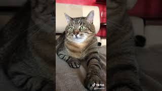 Смешные КОТЫ из Tik Tok /Funny CATS from Tik Tok #степа