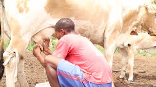 This Is How We Do Milking Of a Cow By Hand In An African Home