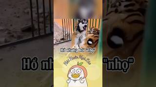 Không biết là hổ hay là mèo | hài hước mọi lúc #funny #shorts