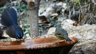 white throated fantail