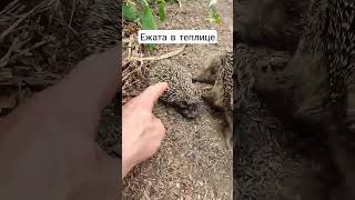 Ежата в теплице!!!