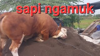 SAPI NGAMUK SAPI MONSTER SAPI 1TON UP SAPI BESAR BIKIN DEGDEGKAN