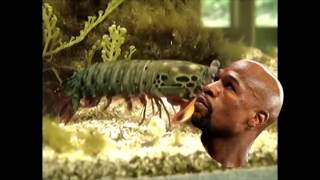 Mantis Shrimp vs Floyd Mayweather