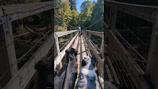 Suspension bridge!! 😱 #shorts #dog #viral