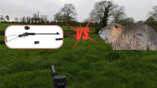 Régulation du Ragondin dans une ferme ( Little Badger VS Ragondin ! )