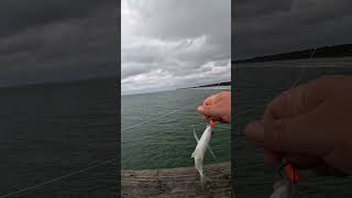 cool little pin fish #eastcoast #fish #myrtlebeach #beach #fishing #gopro #shorts