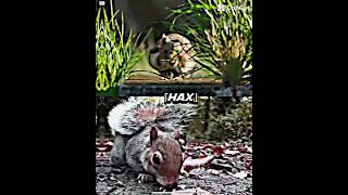 Hamster 🐹 vs Squirrel 🐿️ #hamsters #trending #shorts #squirrel