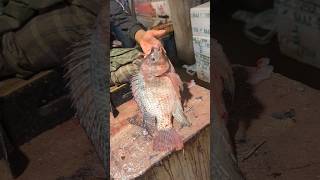 Amazing Tilapia Fish Cutting Skills In Bangladesh Fish Market #shorts