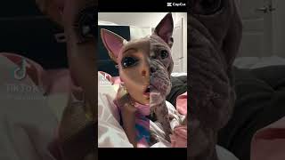 dogs turning into barbie 🤣🤣🤣🤣🤣 #trending #tiktok