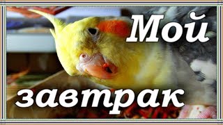 ЗАВТРАК ПОПУГАЕВ корелл Бони и Яши. Чем кормить попугая.