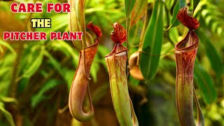 Care For The Pitcher Plant #houseplants #pitcherplant