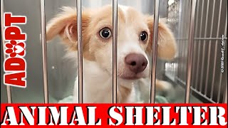 Animal Shelter / Animal Welfare / Animal Control Weekly Adoptable PETS Video