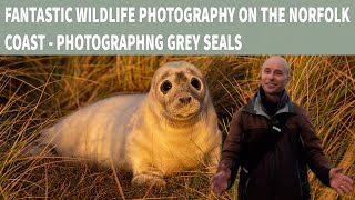 UK WILDLIFE PHOTOGRAPHY-PHOTOGRAPHING GREY SEALS