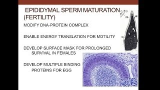 16. Medical School Histology. Male Reproductive System - Part 2 - Excurrent Ducts