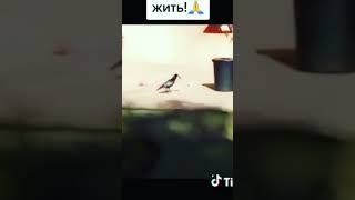 птицы чистят улицу