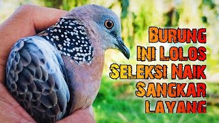 Suara Tekukur Ini Lolos Seleksi Naik Sangkar Layang