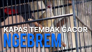 MASTERAN KAPAS TEMBAK GACOR NGEBREM MEWAH