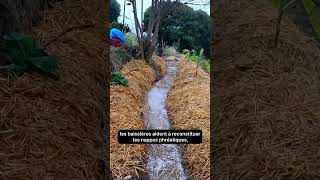 Tu savais que tu peux capter l’eau de pluie & régénérer ton sol avec une #baissière  ? #permaculture