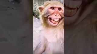 Monkey Video #monkey #youtubeshorts #short #funny