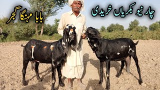 Baba Mehnga Gujjer Purchasing Four New Goats