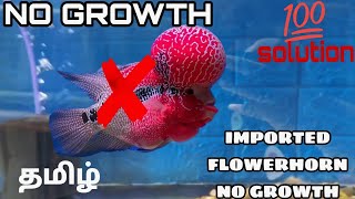 IMPORTED FLOWER NO GROWTH PROBLEM - தமிழ் #flowerhorn #flowerhornfish