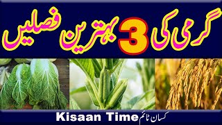 3 Best Summer Crops in 2024 گرمیوں کی 3 بہترین فصلیں kisan time کسان ٹآئم