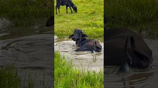 Buffalo🐃 in pond #buffalo #wildlife #naturephotography #exploreworld #trendingsong