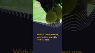 Jackfruit| Jackfruit Health Benefits| #mushtaqvibes #jackfruit #shorts