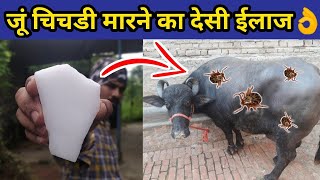 गाय/भैंस में जूॅ ,चिचडी,कलनी का देसी ईलाज|Ju,chichdi ka desi|How to remove ticks from cow/buffalo