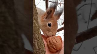 Бусинка - очень трудолюбивая и запасливая белочка😍🥰🤗❤🐿🐾😋🌰🐿⛄ #белка #белочка #squirrel #лесныежители