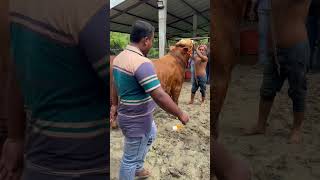 2 Teeth Cow|| exclusive bull 2023