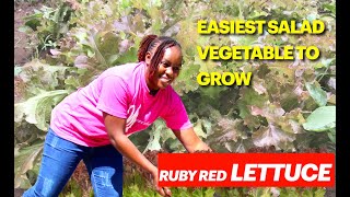 Easiest Salad Vegetable to Grow | Lettuce Farming | Healthy Salad for Weigh Loss