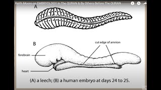 Modern Discoveries of Embryology Miraculously Resembles the Quranic Descriptions Prof. Keith Moore.