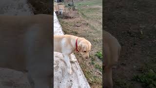 Rocky is Back😎 #shorts #viralvideo #dog