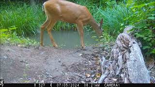 red squirrel bird and deer 4Jul2024