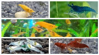 Can You Mix Different Color Shrimp? Can you keep different color Neocaridina shrimp together?