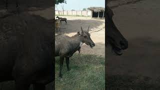 Zoo Tour: Meet the Amazing Animals | Wild Wonders: A Day at the Zoo | Rahim Yar Khan Wild Life Park